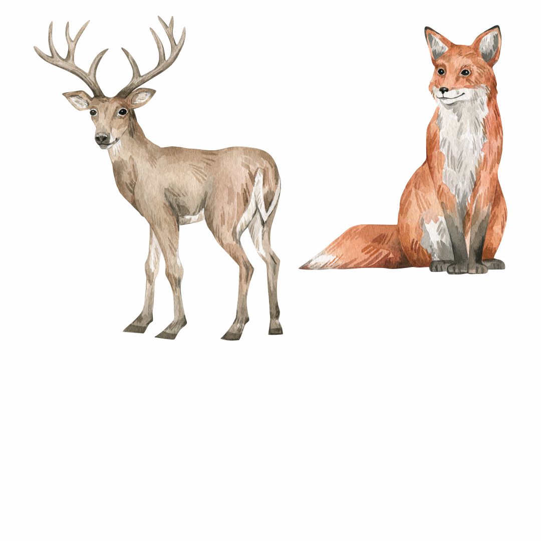 Lesní zvířata, Les