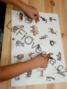 LaFi podložka – Hemisféry č. 5 (zvířata a souvislosti) | propojení hemisfér