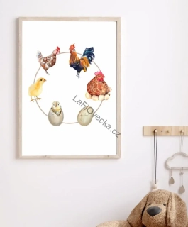 LaFi edukační plakát – Životní cyklus slepice