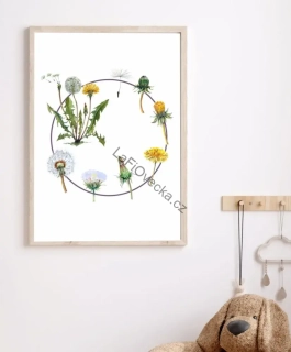 LaFi edukační plakát – Životní cyklus pampeliška