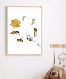 LaFi edukační plakát – Životní cyklus včela