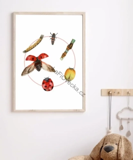 LaFi edukační plakát – Životní cyklus beruška