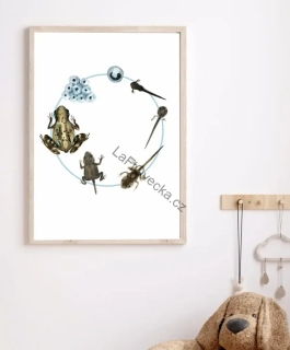 LaFi edukační plakát – Životní cyklus žába