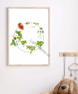 LaFi edukační plakát – Životní cyklus jahoda