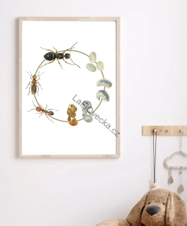 LaFi edukační plakát – Životní cyklus mravenec