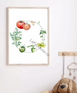 LaFi edukační plakát – Životní cyklus rajče